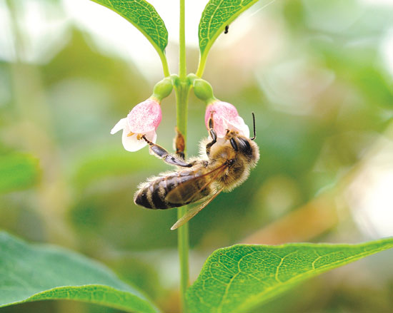 The pollen and nectar of neonicotinoid-treated plants are poisonous to bees.